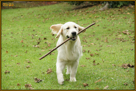 fotos de perro golden retriever de villa ellie