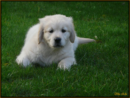 fotos de perro golden retriever de villa ellie