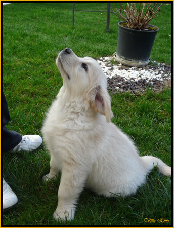 fotos de perro golden retriever de villa ellie