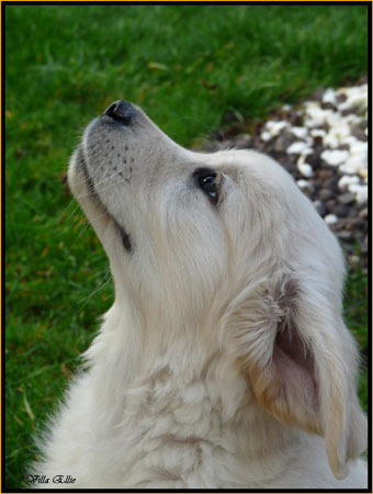 fotos de perro golden retriever de villa ellie