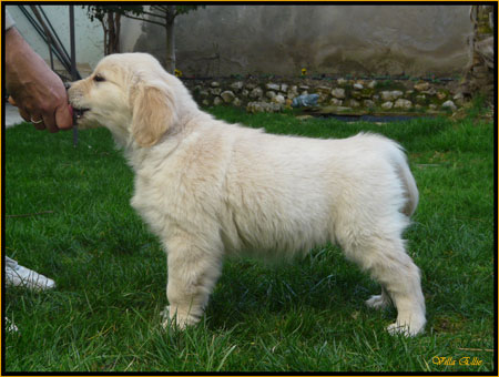 fotos de perro golden retriever de villa ellie