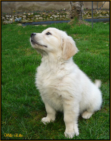 fotos de perro golden retriever de villa ellie