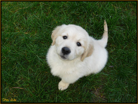 fotos de perro golden retriever de villa ellie