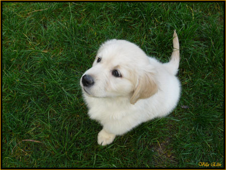 fotos de perro golden retriever de villa ellie