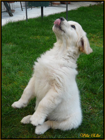 fotos de perro golden retriever de villa ellie