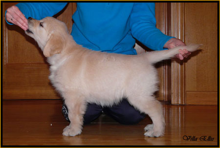 fotos de perro golden retriever de villa ellie