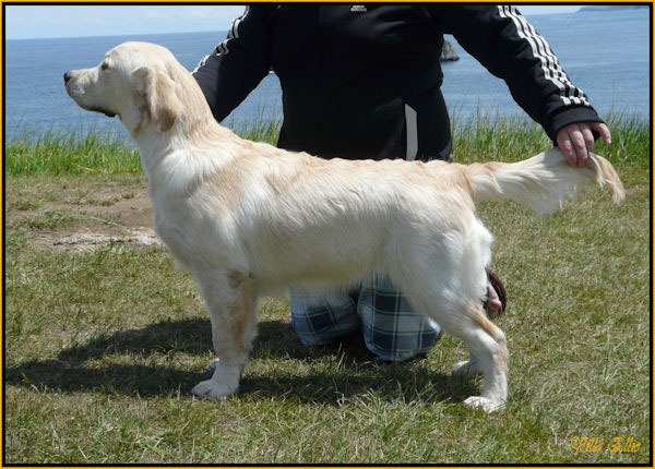 fotos de perro golden retriever de villa ellie