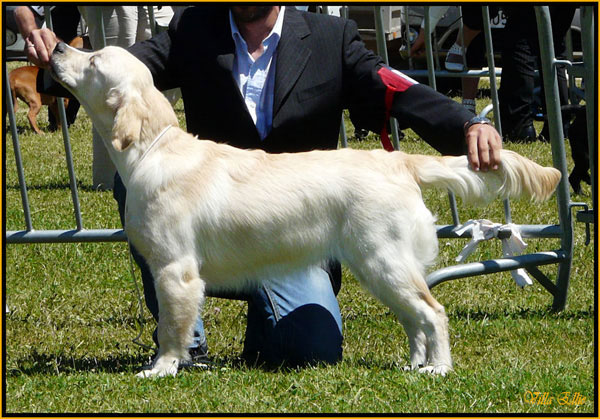 fotos de perro golden retriever de villa ellie
