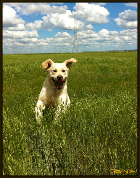 fotos de perro golden retriever de villa ellie