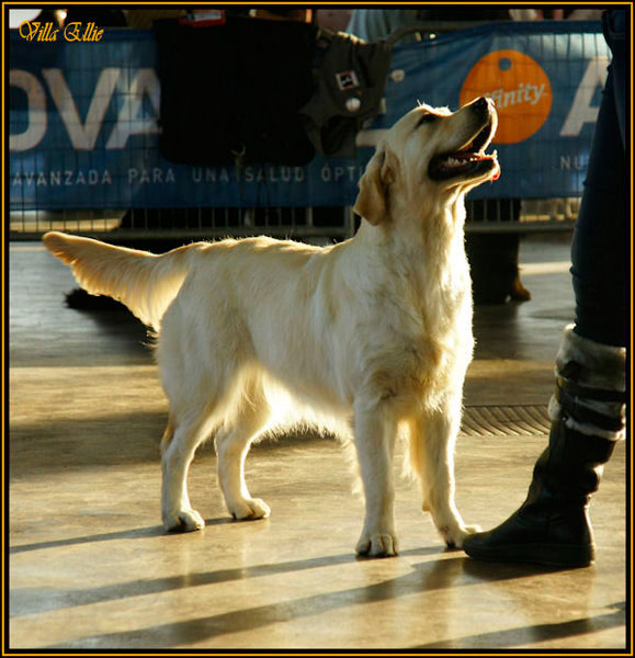 fotos de perro golden retriever de villa ellie