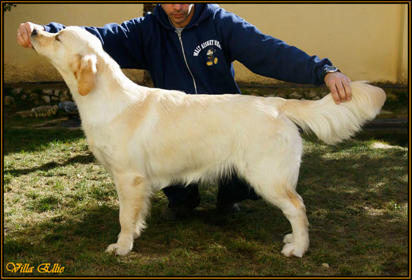 fotos de perro golden retriever de villa ellie