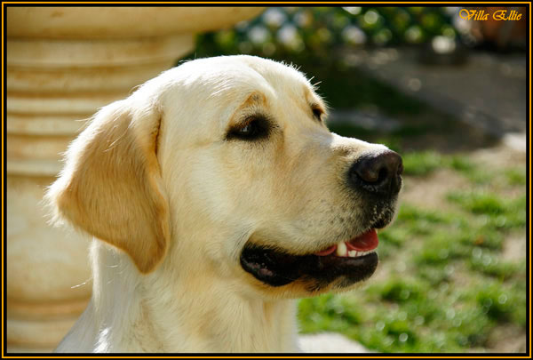 fotos de perro golden retriever de villa ellie