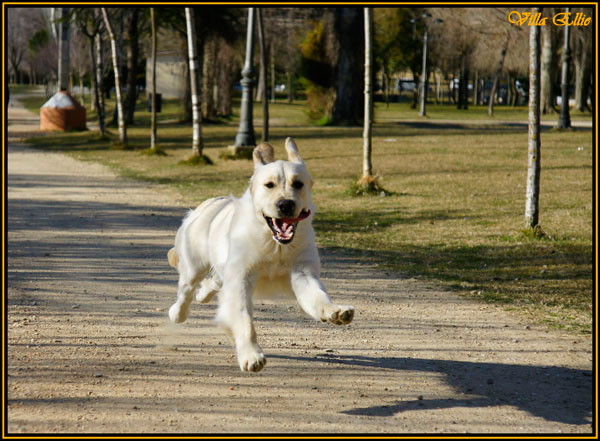 fotos de perro golden retriever de villa ellie
