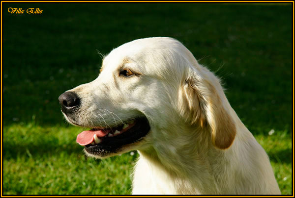 fotos de perro golden retriever de villa ellie
