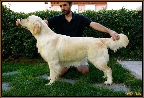 fotos de perro golden retriever de villa ellie