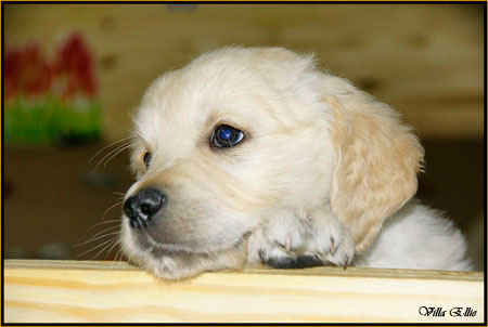 fotos de perro golden retriever de villa ellie