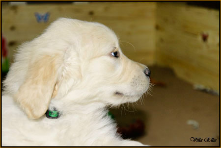 fotos de perro golden retriever de villa ellie
