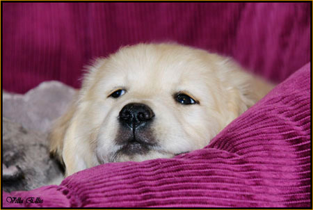 fotos de perro golden retriever de villa ellie