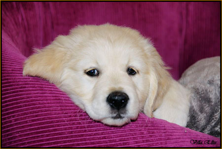 fotos de perro golden retriever de villa ellie