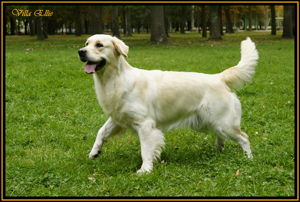 perro golden retriever villa ellie