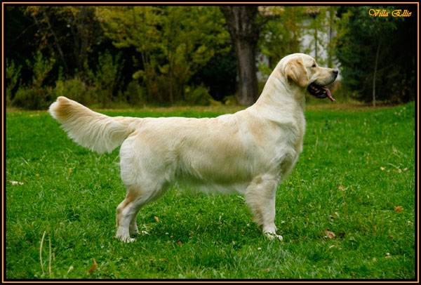 perro golden retriever villa ellie seashell