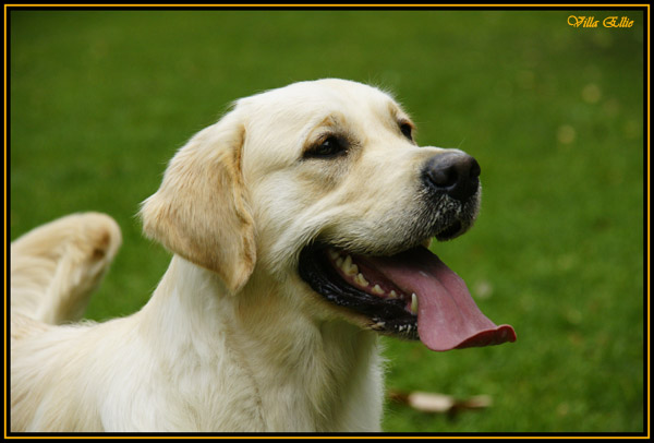perro golden retriever villa ellie
