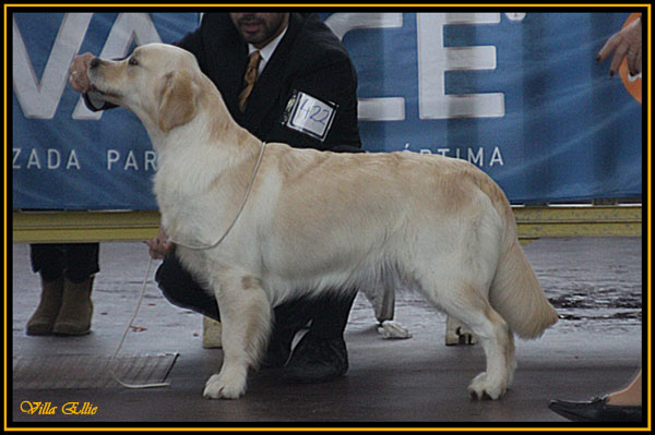 fotos de perro golden retriever de villa ellie