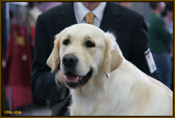 perro golden retriever villa ellie exposicion canina