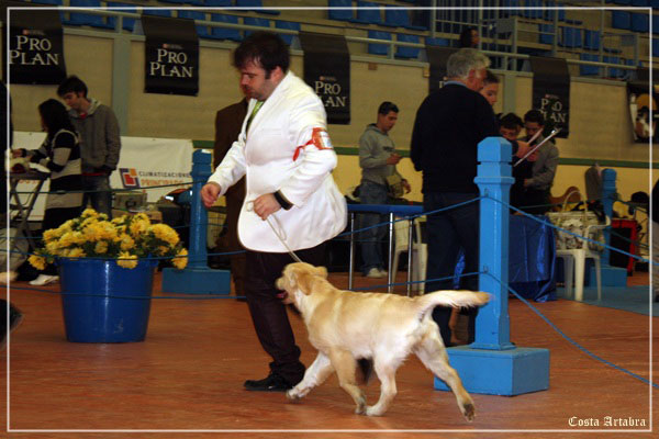 fotos de perro golden retriever de villa ellie