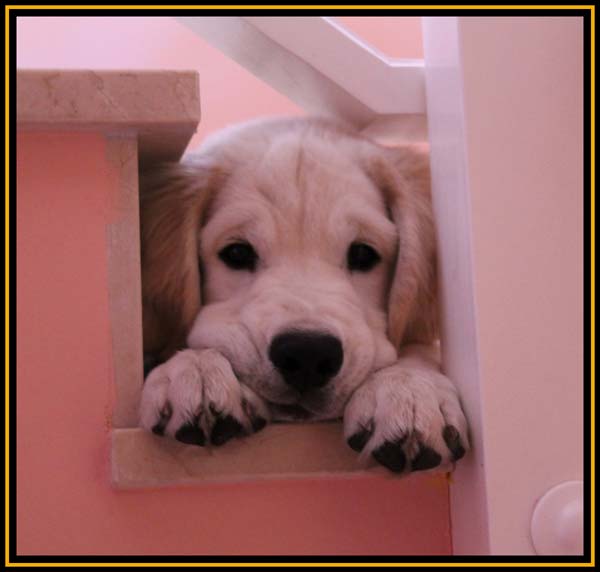 perro cachorro golden retriever villa ellie